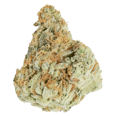 NICE 26/1 MOS Morning Sun