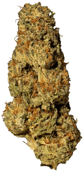 NICE 28/1 LPP Lavender x Power Plant