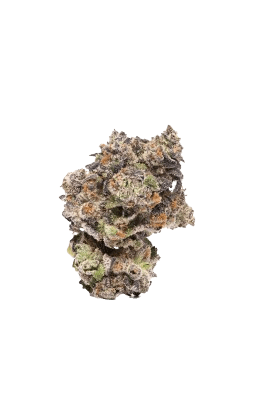 NICE 30/1 BM Blueberry Muffin