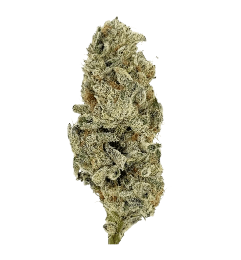 NICE 30/1 WCR Wedding Crasher