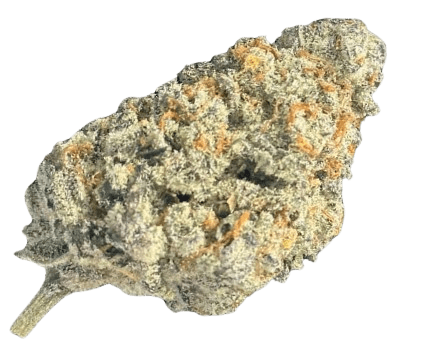 NOC GP 15 Gary Payton