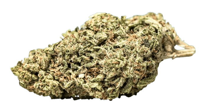 NOC OF 20 Orange Cookie Kush x Free World Chem