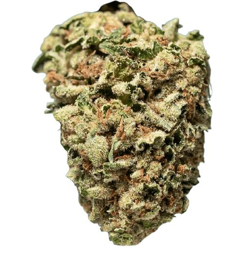 NOC SE 21 Scoop of Chem x Early Orange