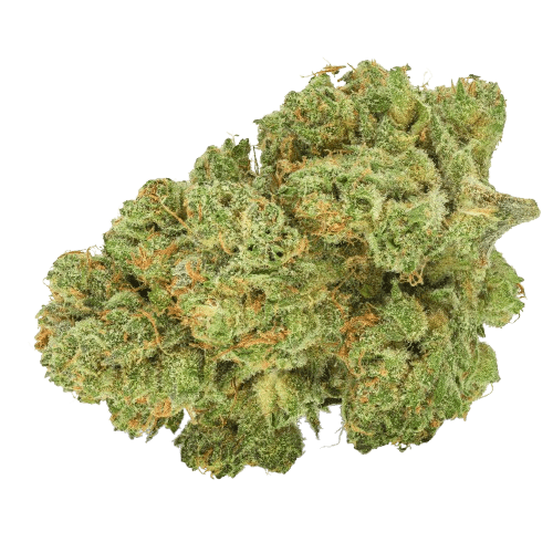 Pedanios 10/13 MBE-CA Moon Berry