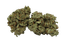 Tilray THC22 Spotlight Porto W Wappa