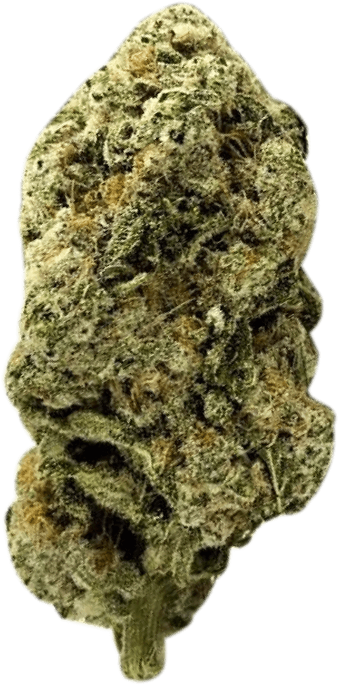 ZOIKS 22/1 ALM Alienmax