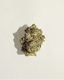 ZOIKS 26/1 FK Fairy Kush