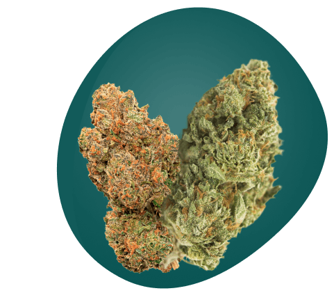 Zwei präparierte Cannabisblüten mit