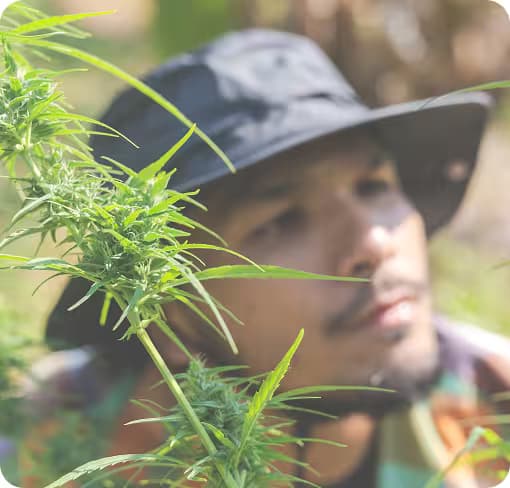 Ein Landwirt mit einem dunklen Hut und Bart begutachtet eine blühende Cannabispflanze im Freien.