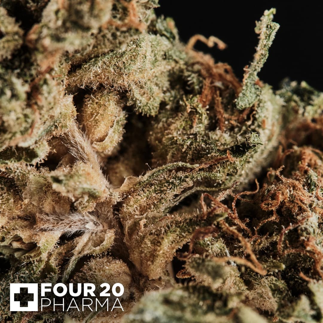 Huala 22/1 CA GRF Grape Face