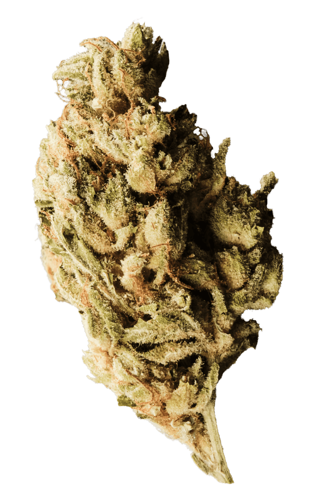 420 Evolution 30/1 CA BUL Bucket List