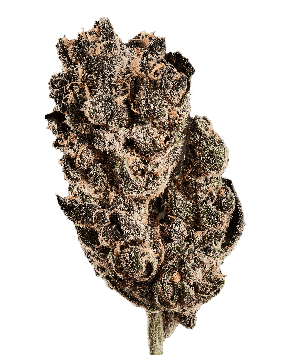 420 Natural 15/1 CA TRP Tropicana Cookies