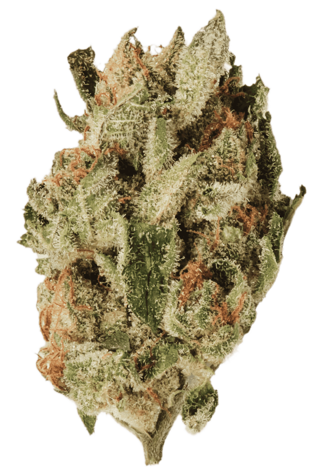 420 Sungrown 25/1 CA JEL Jealousy