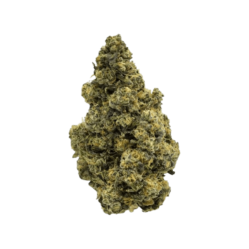 avaay Signature 31/1 GOG Gossip Gun