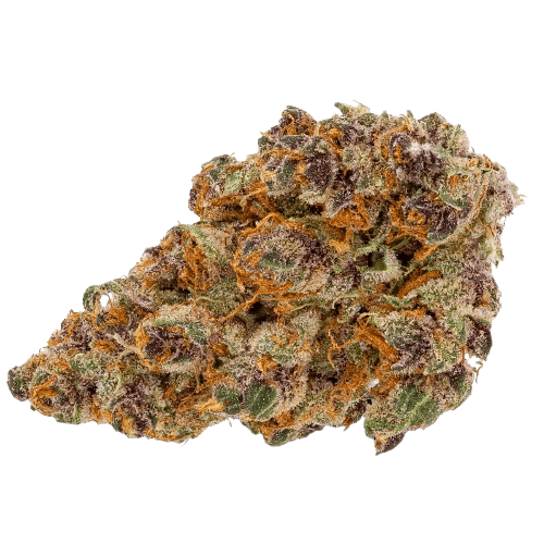 Pedanios 16/1 TNG-CA Tangerine Dream