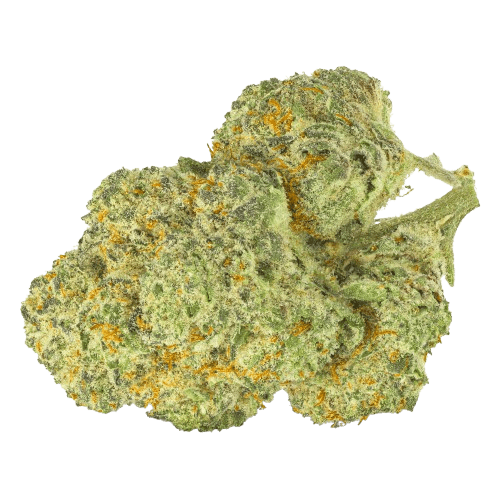 Pedanios 28/1 CMK-CA Chemango Kush