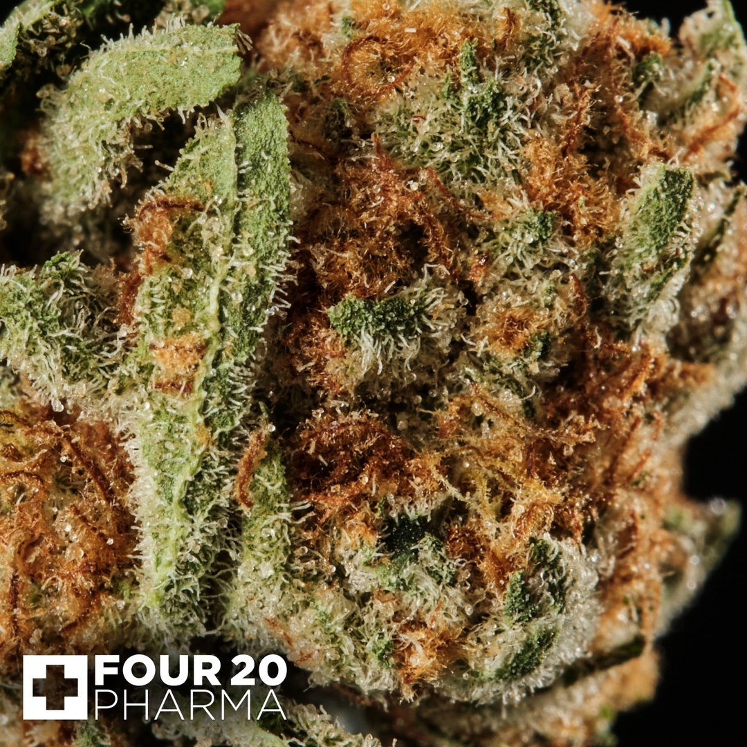 Huala 27/1 UK WTR Waffle Truffle