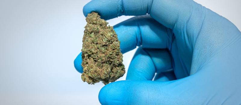 NOC AS 18 Balance Amnesia Kush x Sherbet Sockher