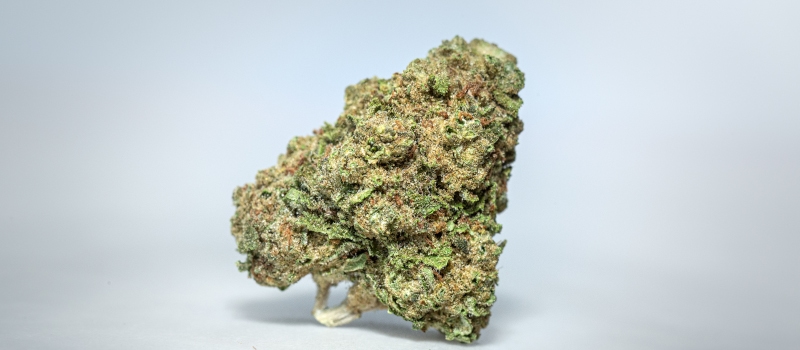 NOC AS 18 Balance Amnesia Kush x Sherbet Sockher