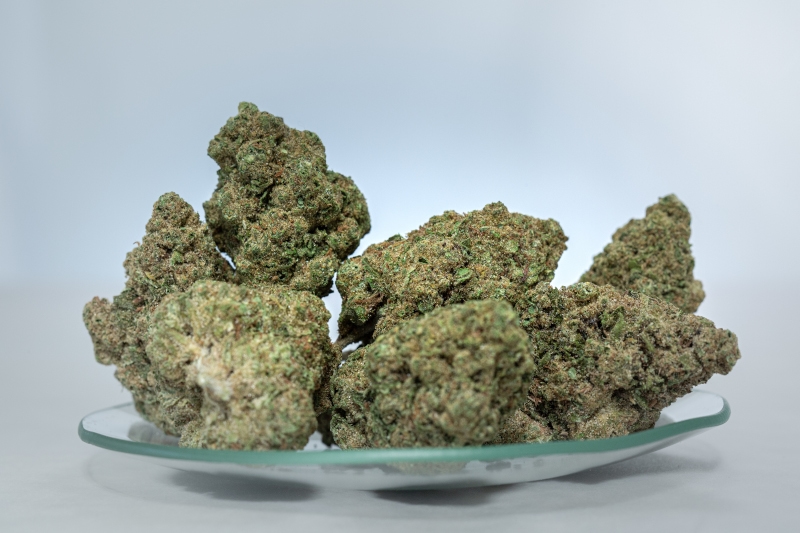 NOC AS 23 Chill Amnesia Kush x Sherbet Sockher