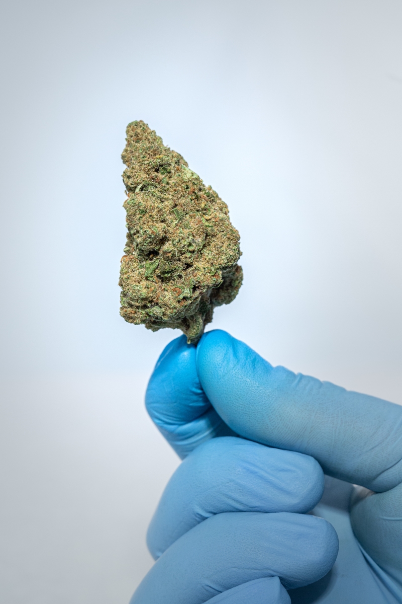 NOC AS 23 Chill Amnesia Kush x Sherbet Sockher