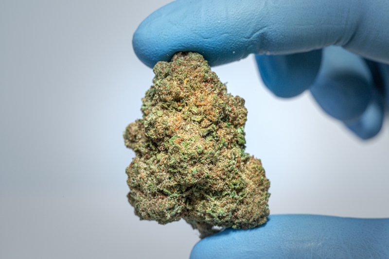 NOC AS 23 Chill Amnesia Kush x Sherbet Sockher