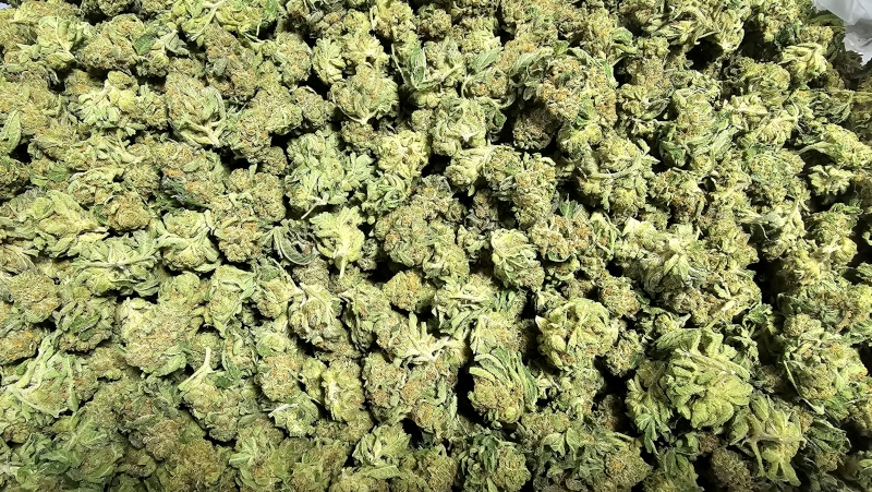 NOC KS 23/1 KO x Sherbet Shocker