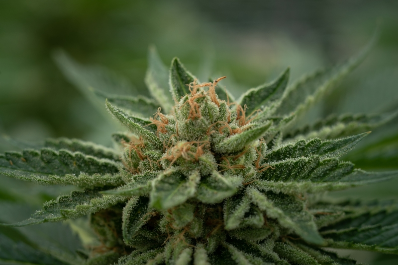 NOC KS 23/1 KO x Sherbet Shocker