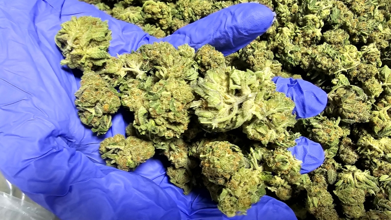 NOC KS 23/1 KO x Sherbet Shocker