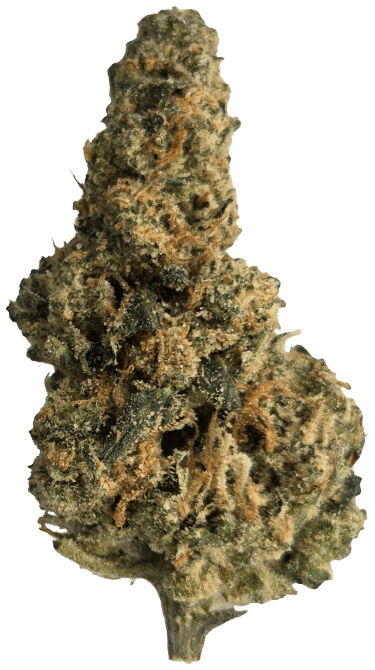 33/1 Amici AC Animal Cookies