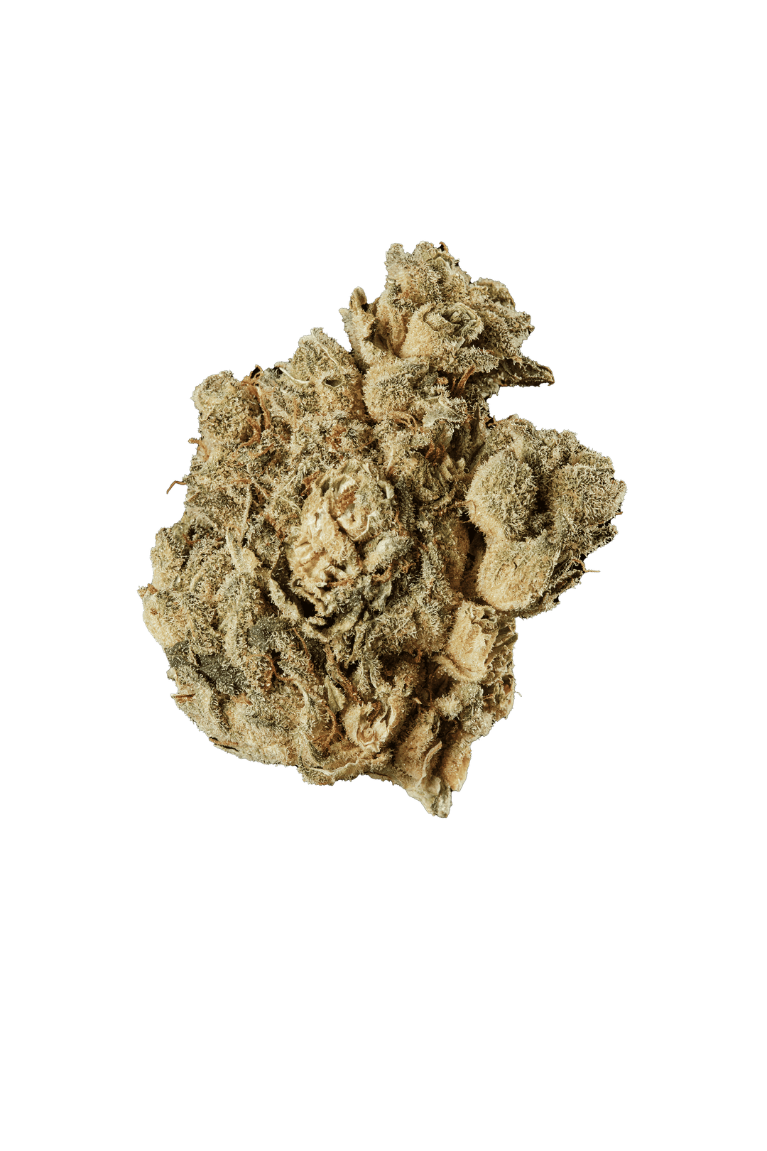 420 Evolution 20/1 CA PVB Private Banana