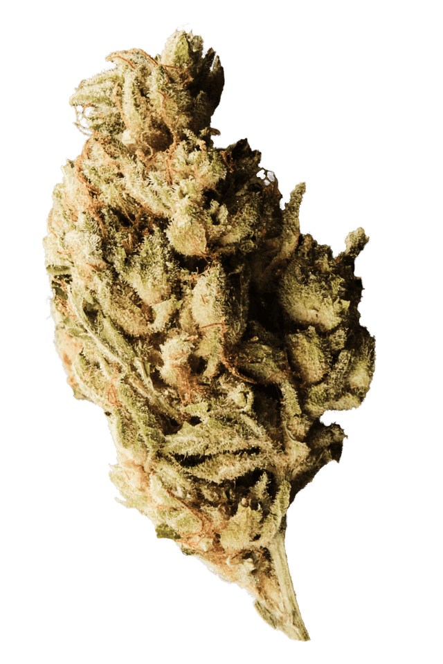 420 Evolution 25/1 CA BUL Bucket List