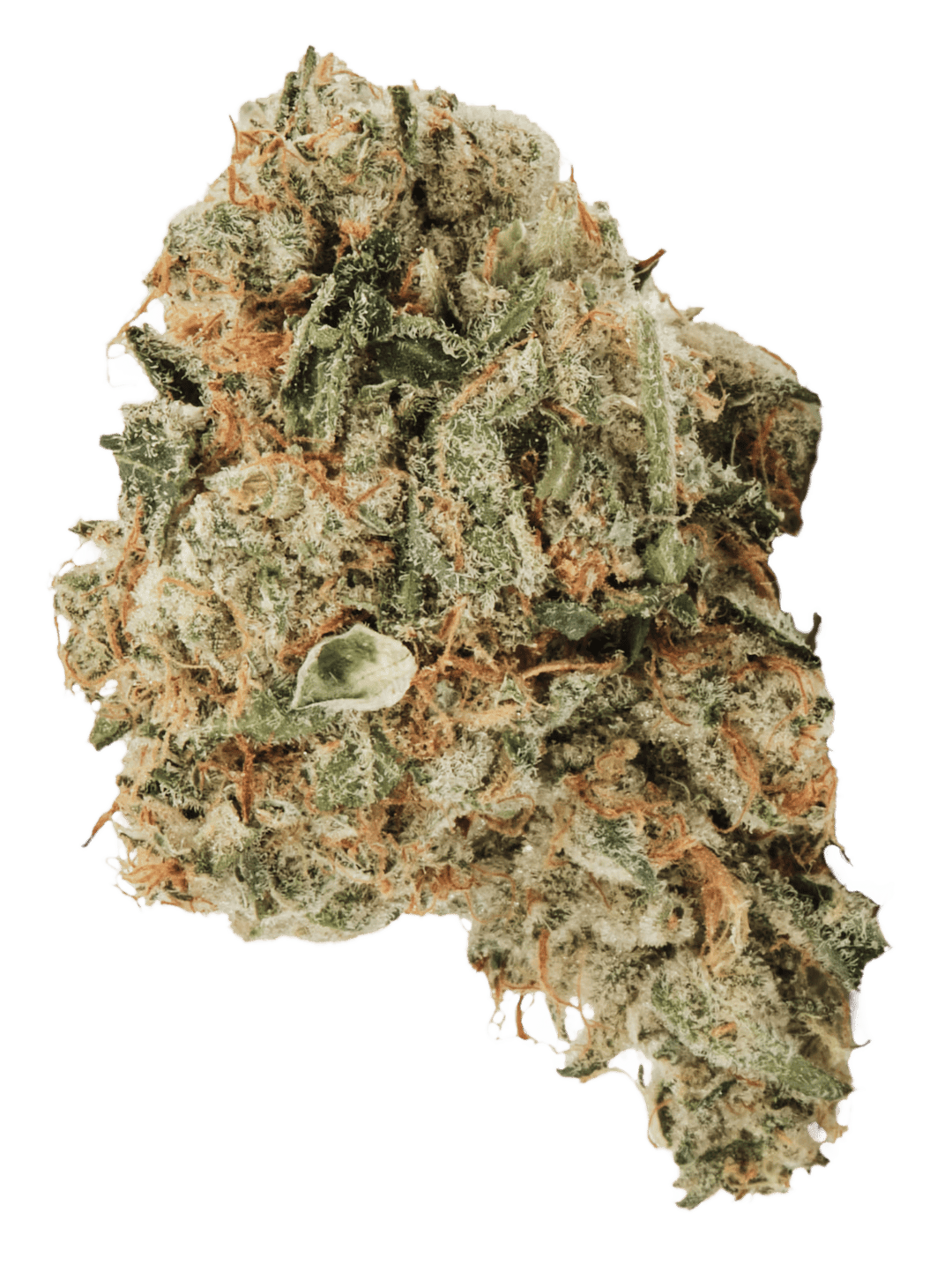 420 Evolution 30/1 CA ICC Ice Cream Cake