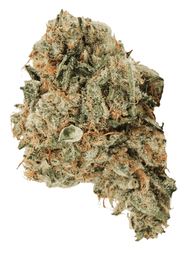 420 Evolution 30/1 CA ICC Ice Cream Cake