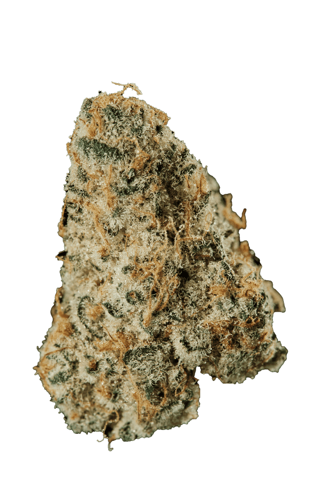 420 Evolution 33/1 CA MSP Masterpiece