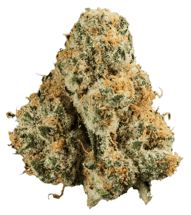 420 Evolution 33/1 CA PCH Peach Chementine