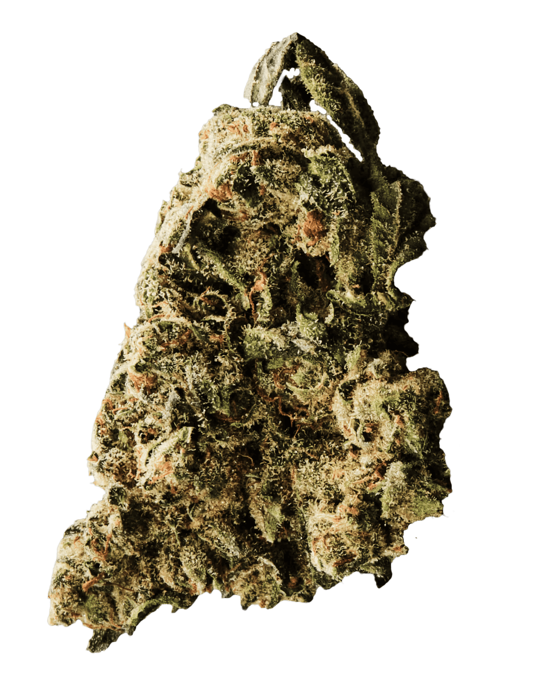 420 Sungrown 27/1 CA LLY Legendary Larry