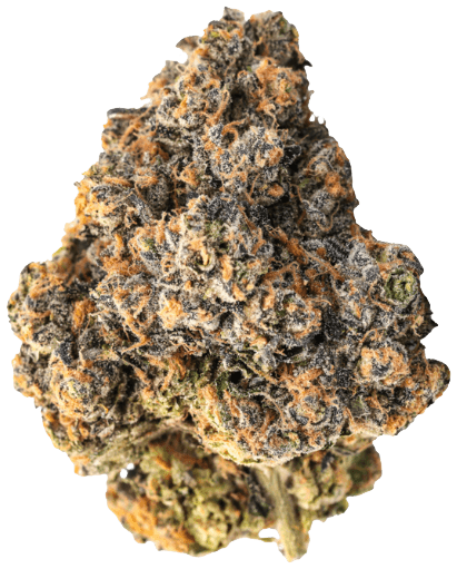 Amici 29/1 YHE Cookies Gelato YaHemi