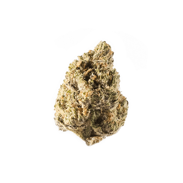 avaay 23/1 PYC Peyote Critical