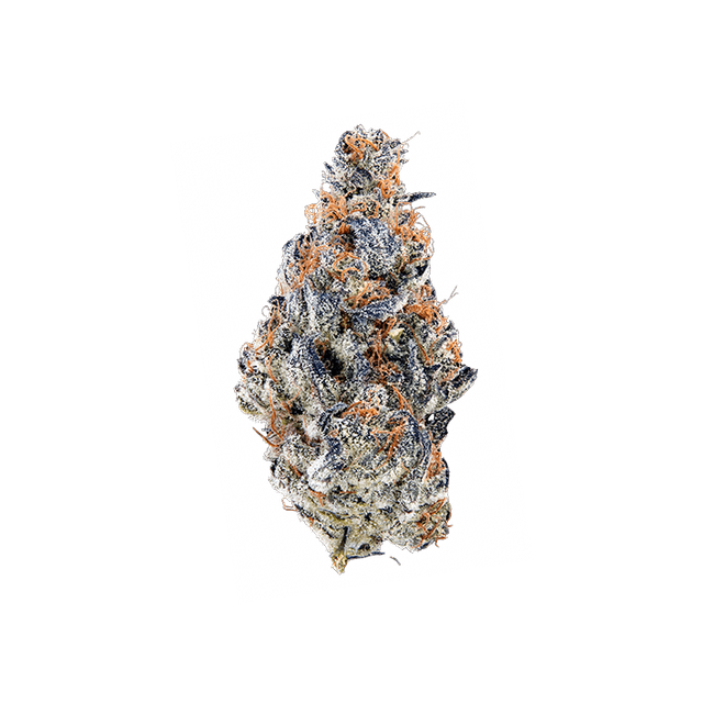 avaay Signature 23/1 MC Mandarin Cookies