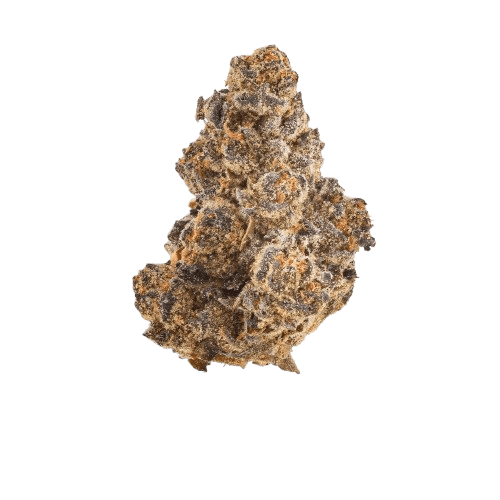 Barongo 26/1 DR Gastro Pop