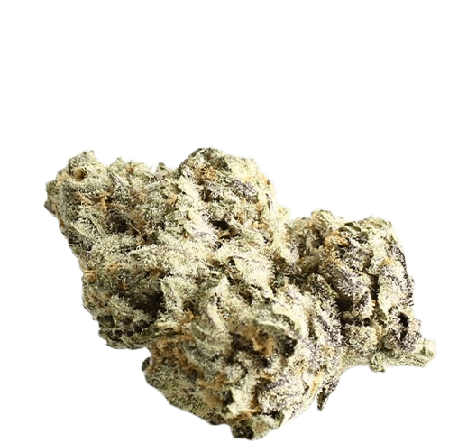 BC Green 17/1 OC Orange Crasher