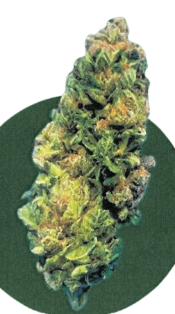 BG 18 KRK DAY Kraken