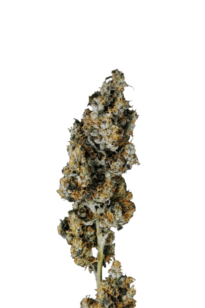 Candoro ethics 22:1 Hybrid OGK OG Kush