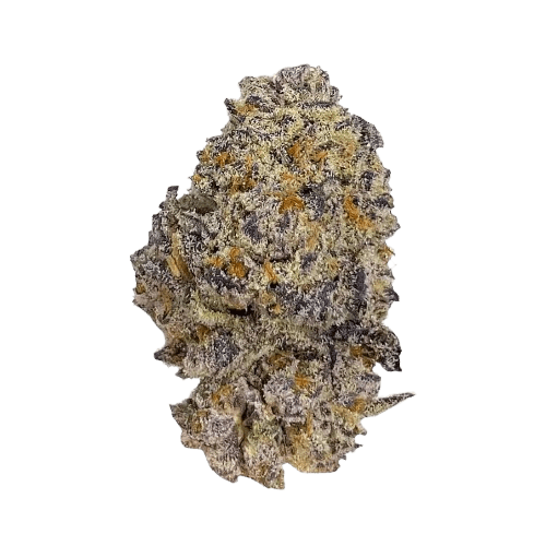 DrWatson 26 AO AUS Apricot Oreoz