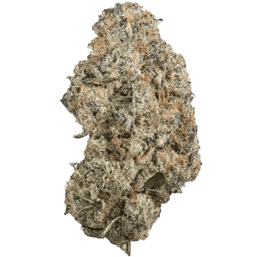 DrWatson 26 Flash AUS Jack Flash 5