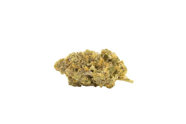 NICE 18/1 SER Seriotica