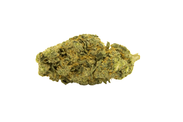 NICE 20/1 DD Do-Si-Dos