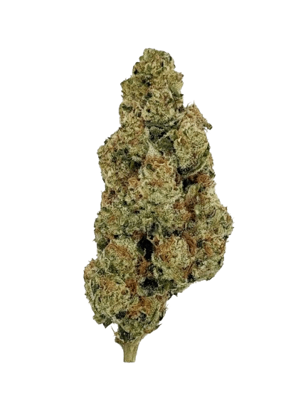 NICE 24/1 LED Legendary Larry