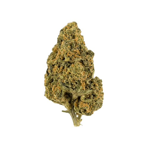 NICE 26/1 CHA Capri Haze